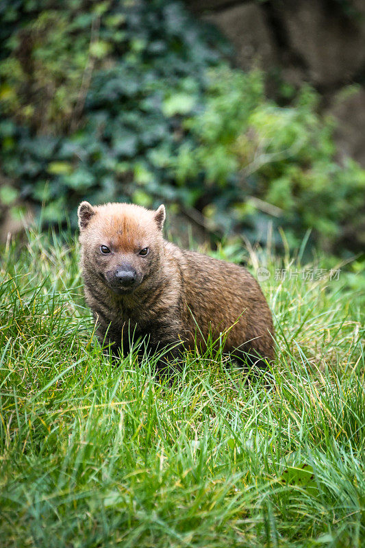 成年丛林犬(Speothos venaticus)